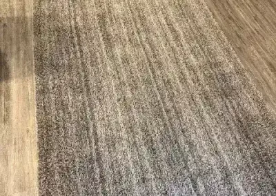 Affordable Carpet Cleaning Services